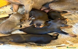 Pinscher Miniatura perros en venta: Pinscher miniatura  - Imagen 12