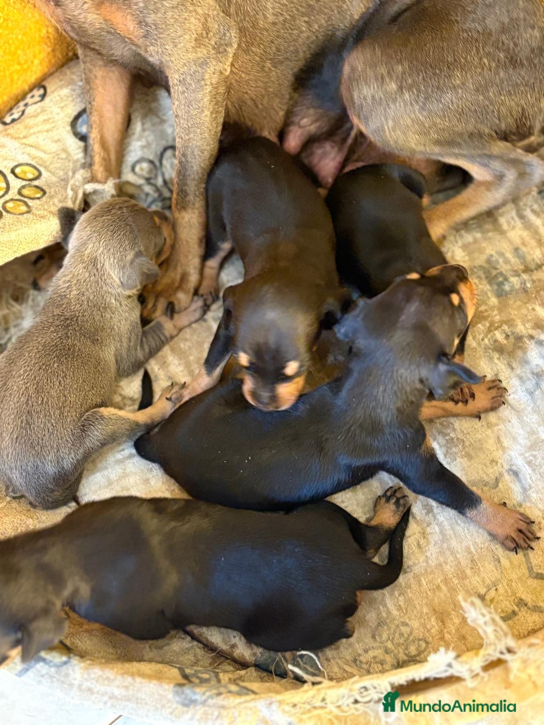 Pinscher Miniatura perros en venta: Pinscher miniatura  - Imagen 12