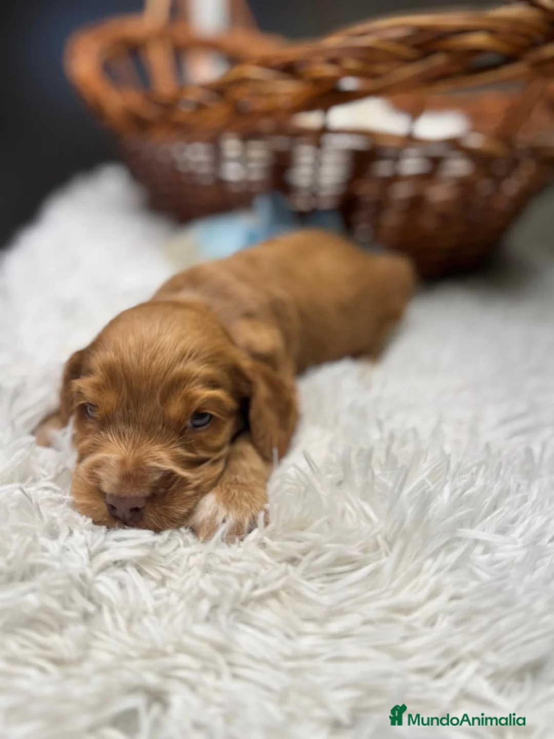Cocker Spaniel Inglés perros en venta: COCKER SPANIEL INGLES - Anuncio 3