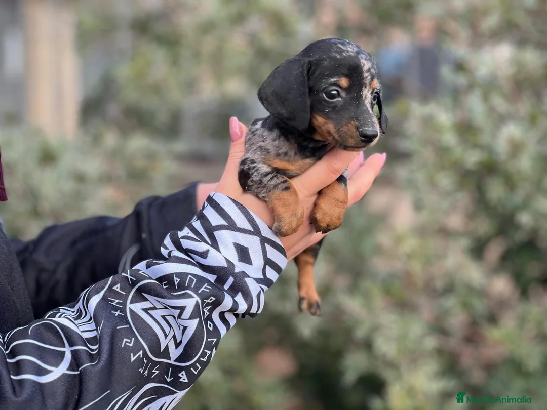 Teckel Miniatura perros en venta: TECKEL HEMBRA KANICHEN MERLE en Barcelona - Anuncio 6