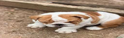 Bulldog Inglés perros en venta: Bulldog inglés de calidad  - Anuncio 10