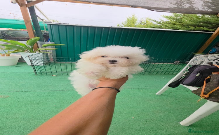 Bichón Maltés perros - Anuncio 19