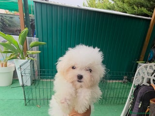 Bichón Maltés perros - Anuncio 37