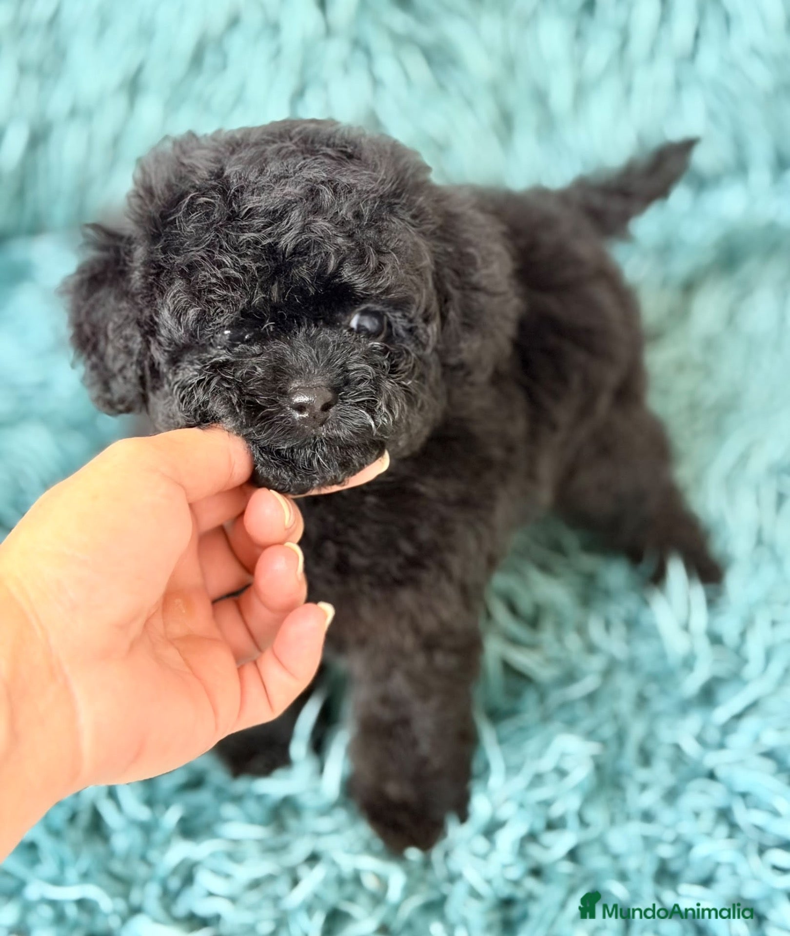 Caniche Toy perros Caniche toy🐾 - Anuncio 2