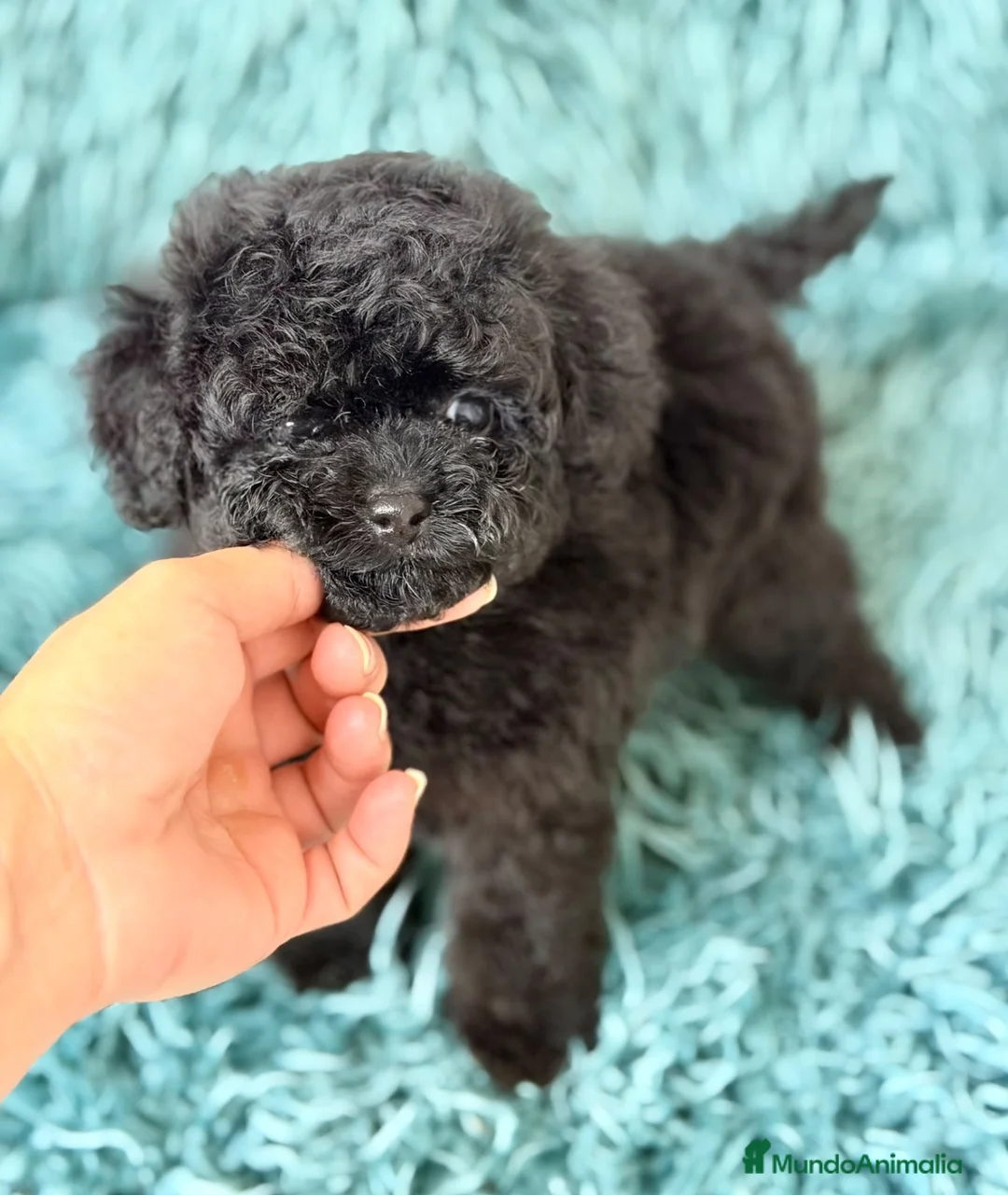 Caniche Toy perros en venta: Caniche toy🐾 - Anuncio 1
