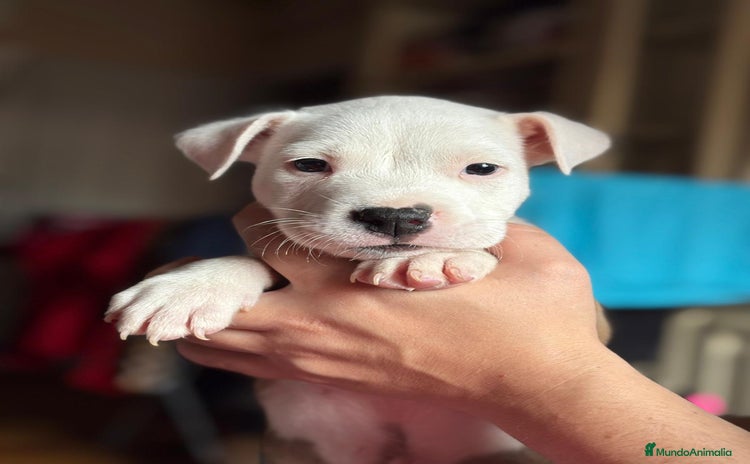 American Staffordshire-Terrier perros - Anuncio 9