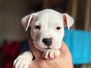 American Staffordshire-Terrier perros - Anuncio 11