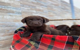 Labrador Retriever perros en venta: Cachorros de Labrador chocolate  - Imagen 2