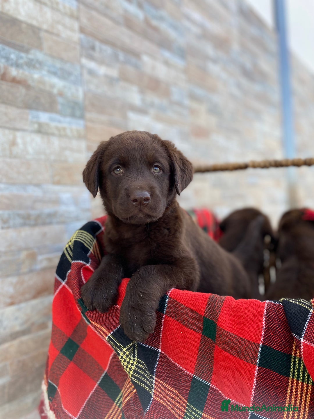 Labrador Retriever perros en venta: Cachorros de Labrador chocolate  - Imagen 2