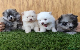 Pomsky perros en venta: Pomsky  - Imagen 4