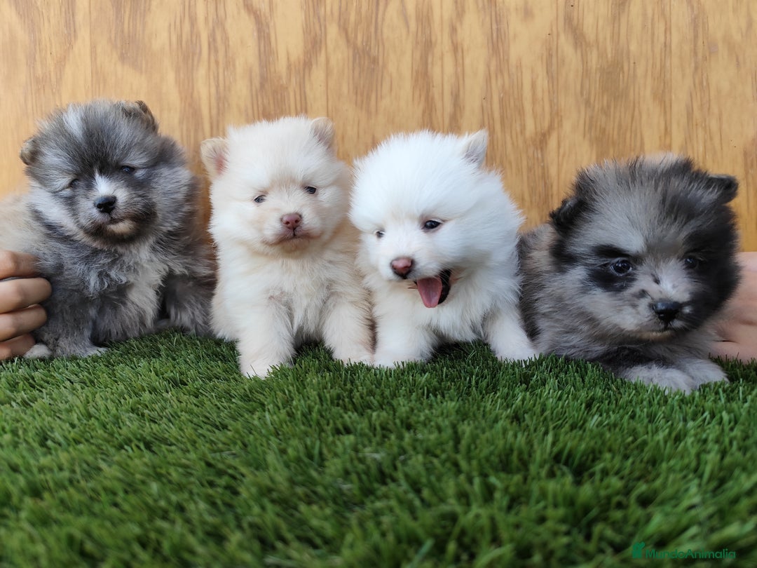 Pomsky perros en venta: Pomsky  - Imagen 4