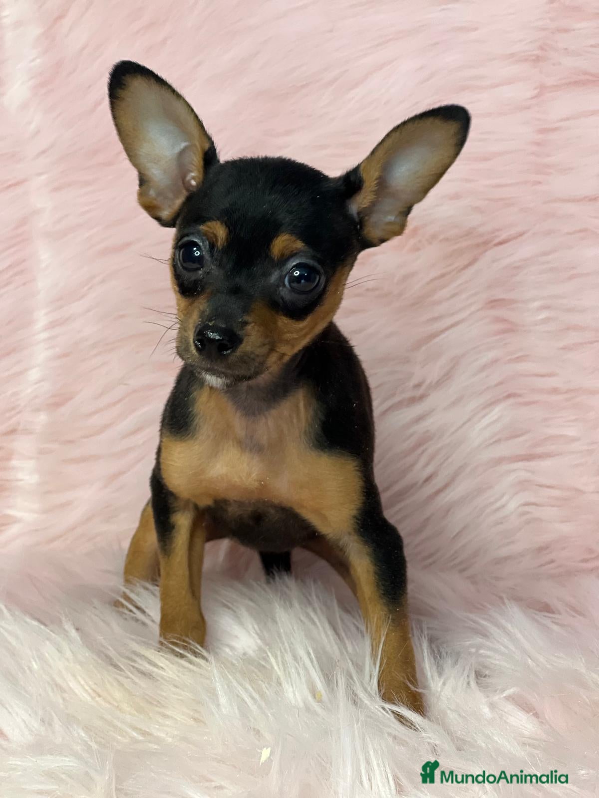 Ratón de Praga perros Raton de praga en Barcelona - Anuncio 1