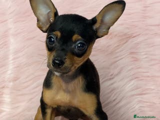 Ratón de Praga perros Raton de praga en Barcelona - Anuncio 3