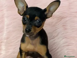 Ratón de Praga perros Raton de praga en Barcelona - Anuncio 15