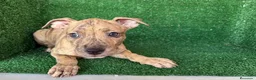 American Pit Bull Terrier perros en venta: pitbull - Anuncio 9