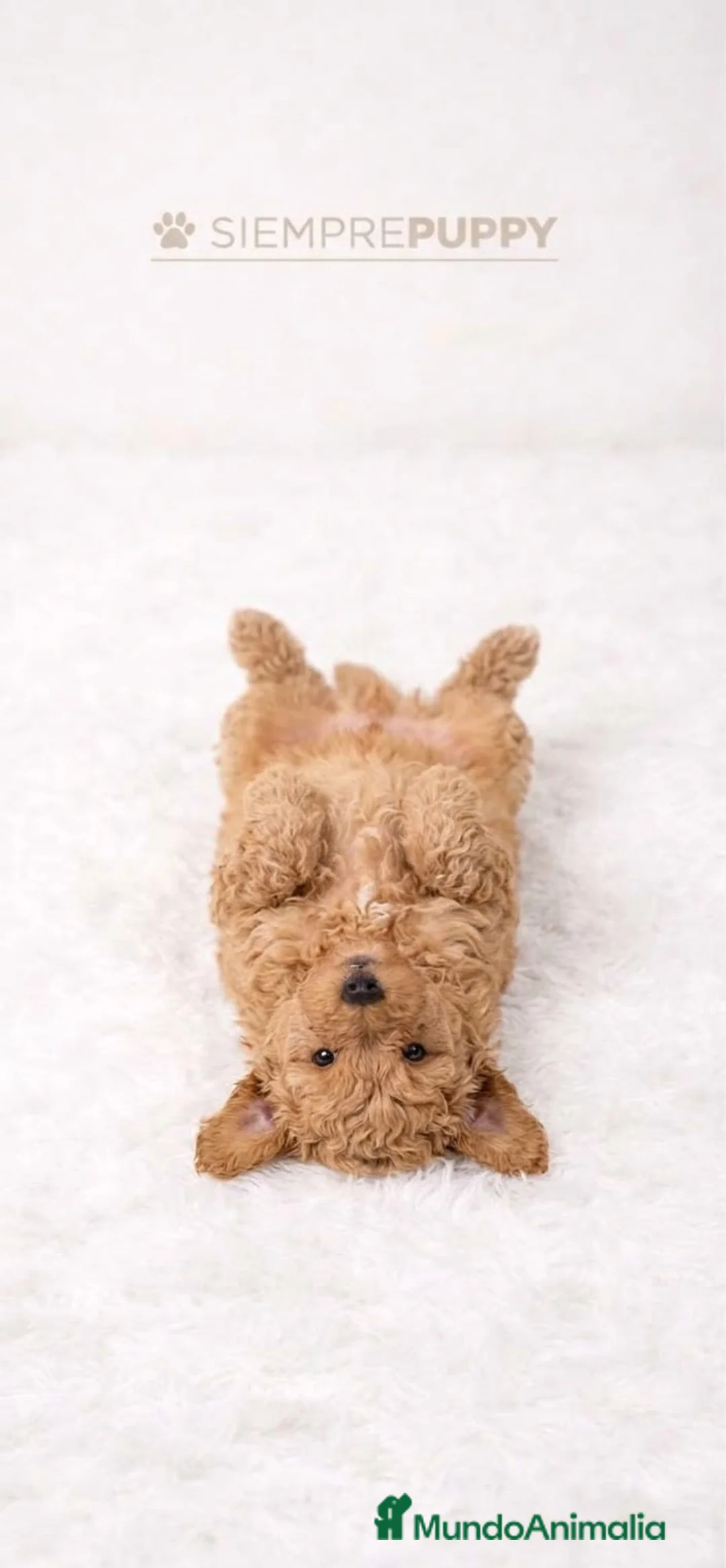Maltipoo perros en venta: MALITPOO TOY APRICOT - Anuncio 2