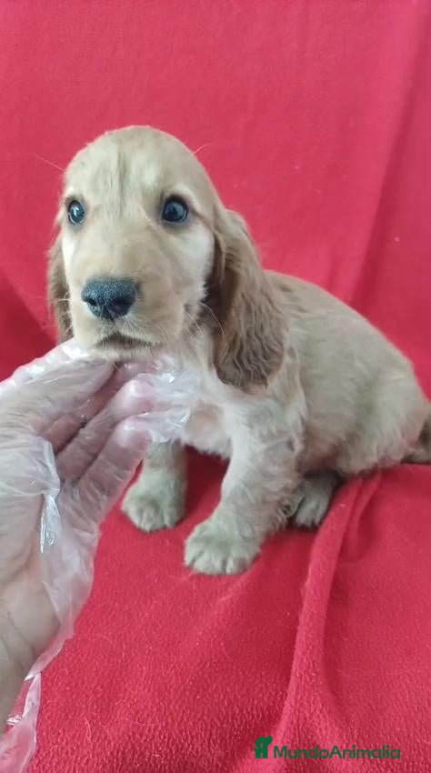Cocker Spaniel Inglés perros Cocker Spaniel  - Anuncio 3