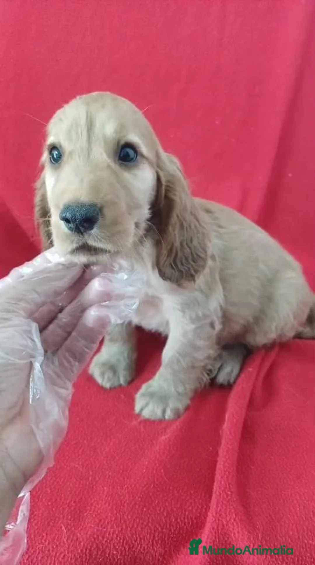 Cocker Spaniel Inglés perros en venta: Cocker Spaniel  - Anuncio 1