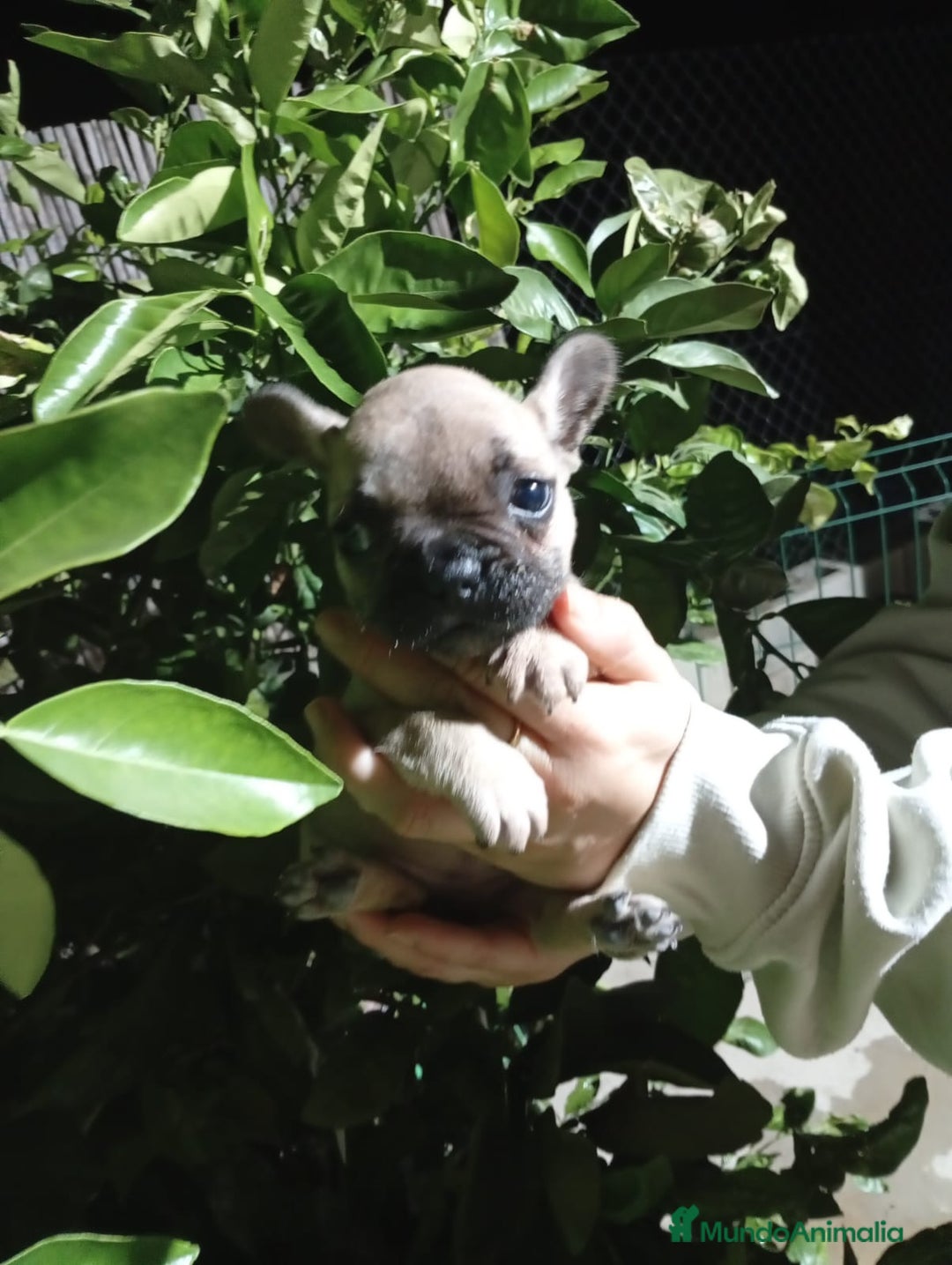Bulldog Francés perros en venta: Bulldog francés  - Imagen 2