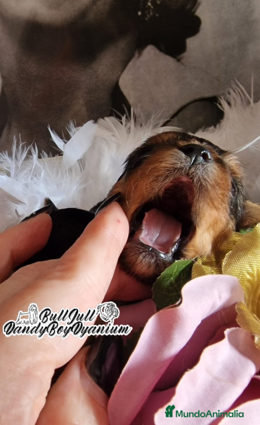 Yorkshire Terrier perros en venta: Disponible en Vizcaya - Imagen 6