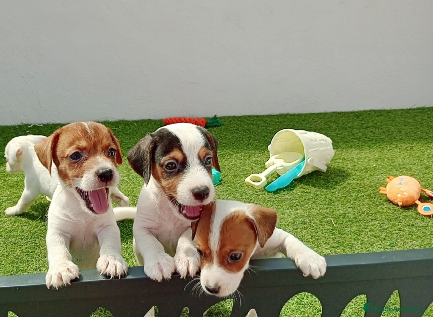 Jack Russell Terrier perros jack russell - Anuncio 1