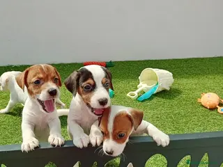 Jack Russell Terrier perros jack russell - Anuncio 1