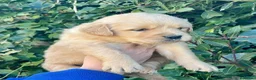 Golden Retriever perros en venta: GOLDEN RETREVIER - Anuncio 1