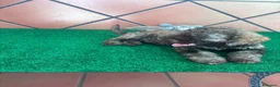 Perro de Agua Español perros en venta: Perro de agua Español  - Anuncio 3