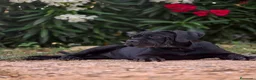 Cane Corso perros en venta: La hembra negra de Cane Corso  - Anuncio 4