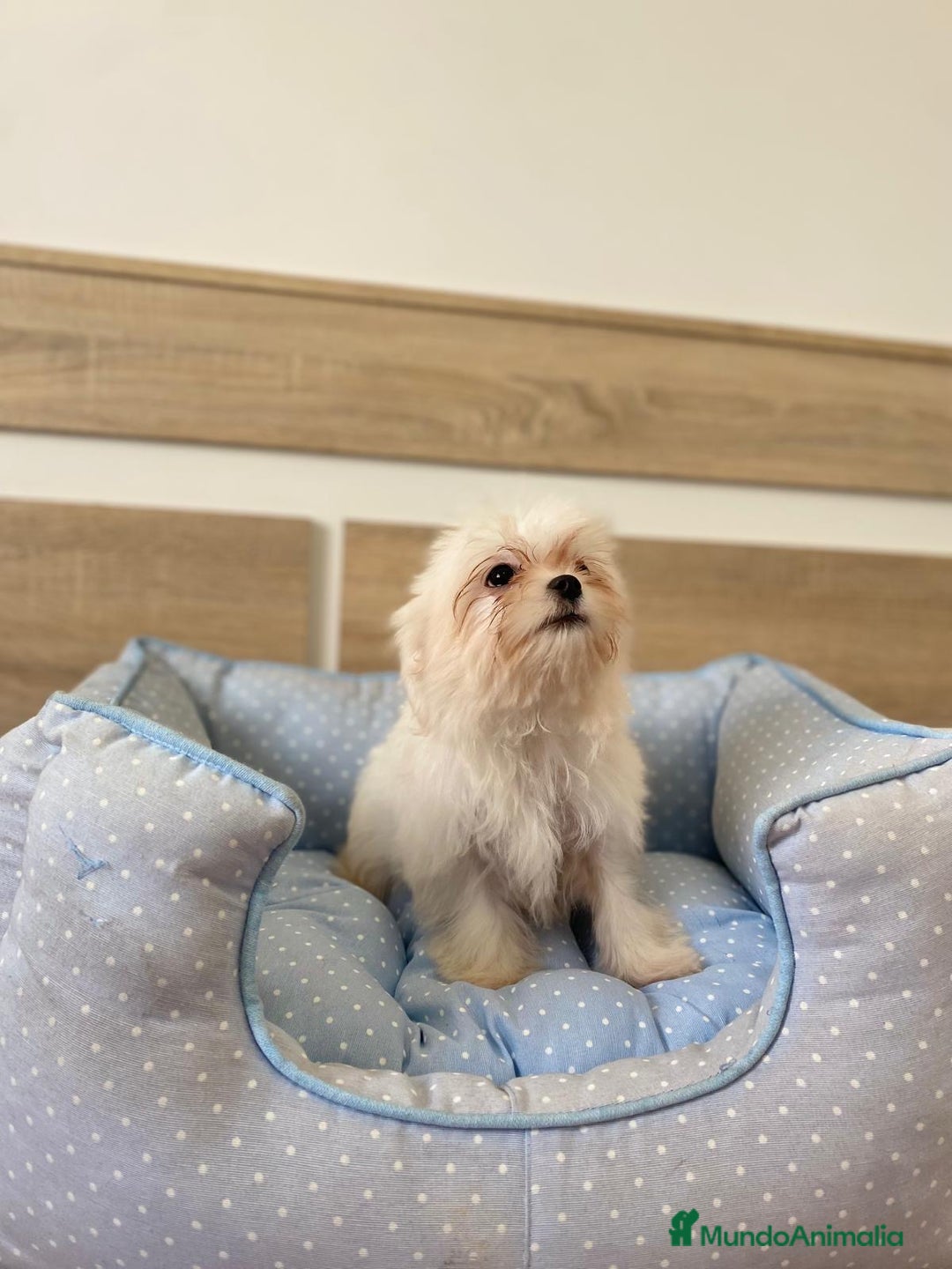 Bichón Maltés perros en venta: BICHON MALTES - Anuncio 3