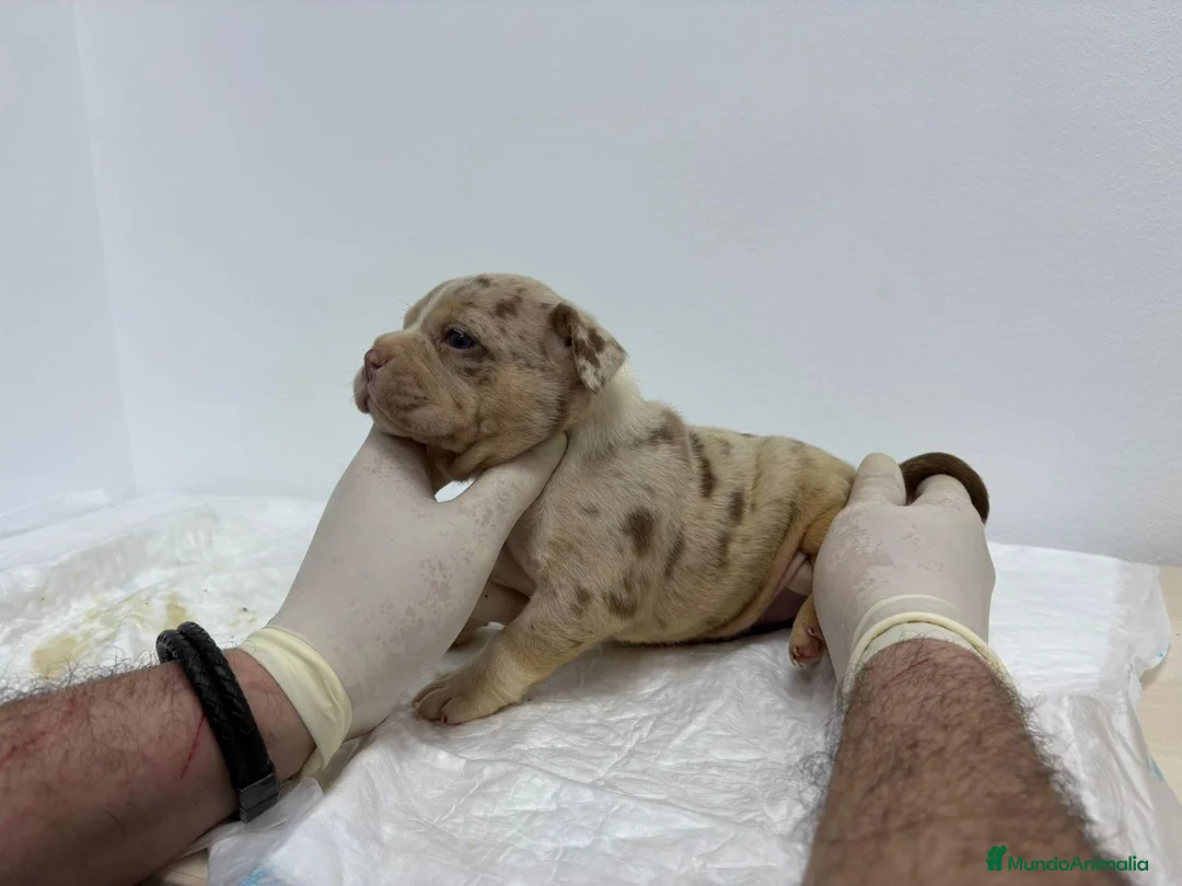 American Bully perros en venta: AMERICAN BULLY POCKET EXCLUSIVOS - Anuncio 2