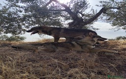 Perro Lobo Checoslovaco perros en venta: Perro lobo checoslovaco - Imagen 1