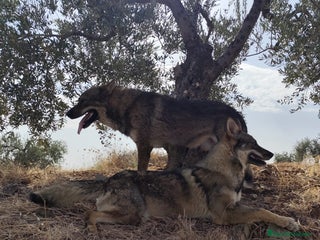 Perro Lobo Checoslovaco perros - Anuncio 1