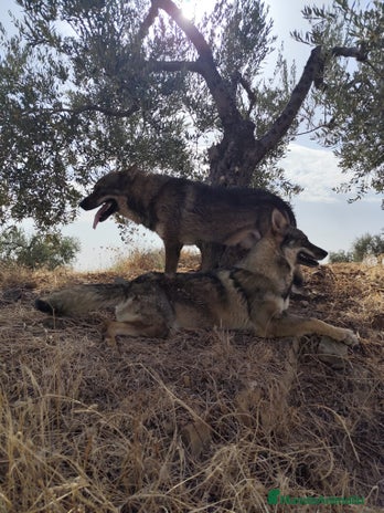 Perro Lobo Checoslovaco perros - Anuncio 1