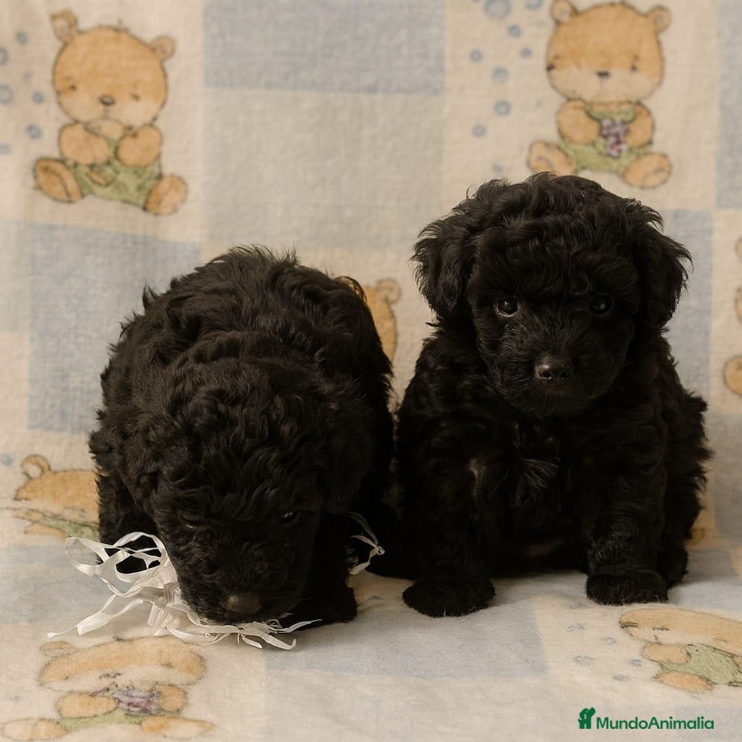 Caniche Toy perros en venta: Caniches Toy - Anuncio 5