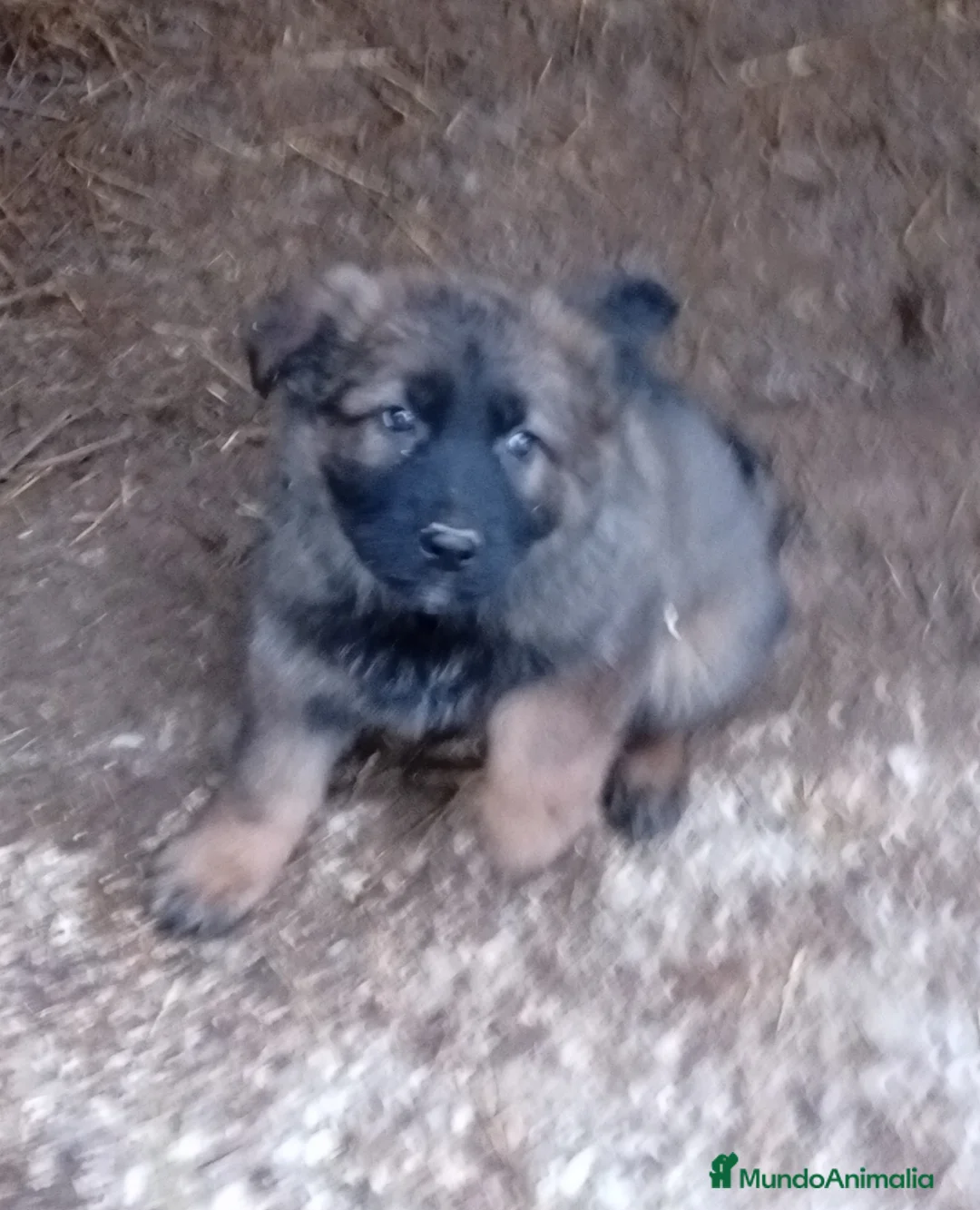 Pastor Alemán perros en venta: Pastores alemanes de trabajo  - Anuncio 9