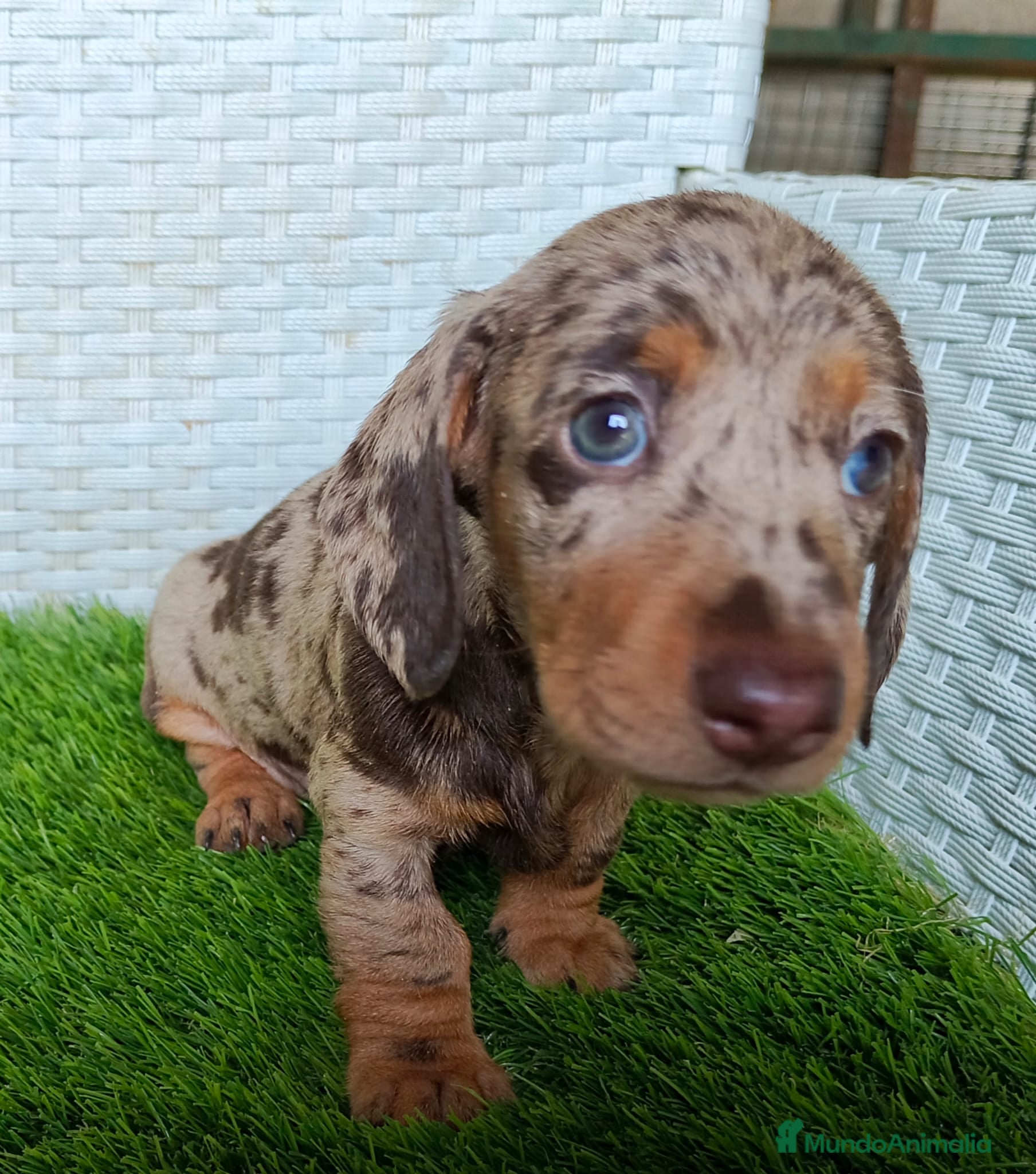 Teckel Miniatura perros Teckel mini 2 últimas hembras!! - Anuncio 2