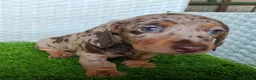 Teckel Miniatura perros en venta: Teckel mini 2 últimas hembras!! - Anuncio 2