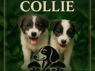 Border Collie perros Camada de border collie - Anuncio 2