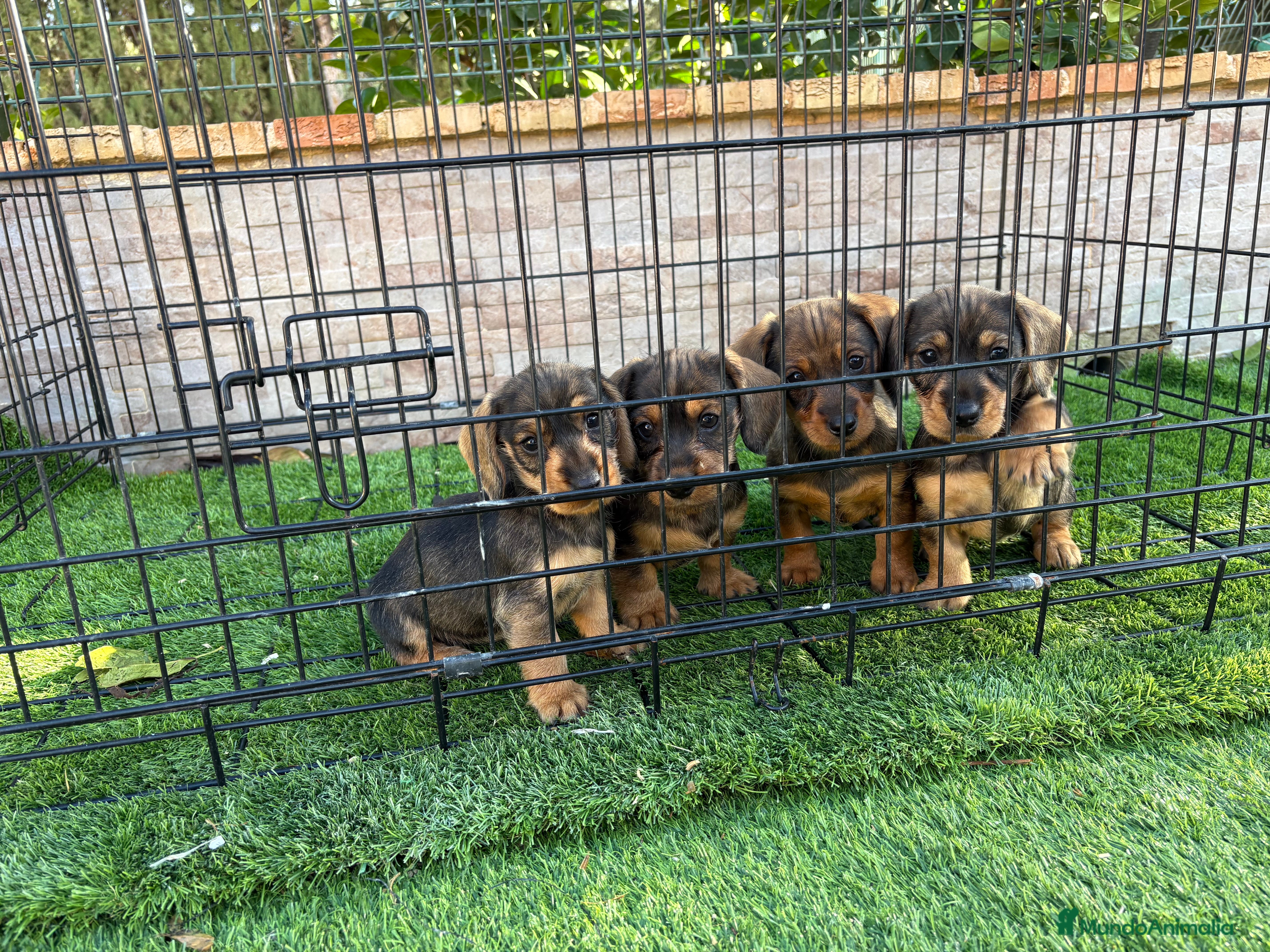 Teckel perros Cachorras de teckel standar  - Anuncio 20