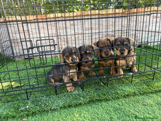 Teckel perros Cachorras de teckel standar - Anuncio 20