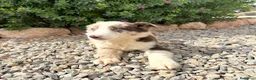 Border Collie perros en venta: BORDER COLLIE - Anuncio 6
