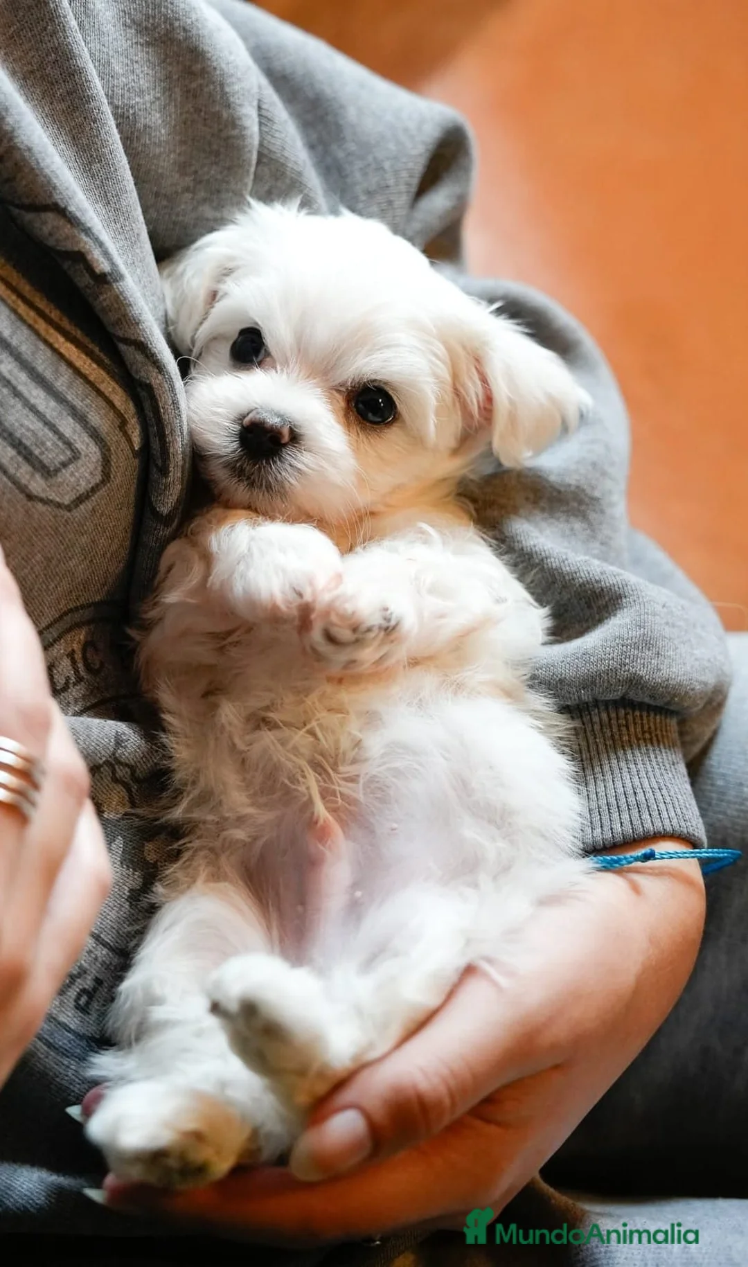 Bichón Maltés perros en venta: Preciosos Bichón Maltés  en Barcelona - Anuncio 2