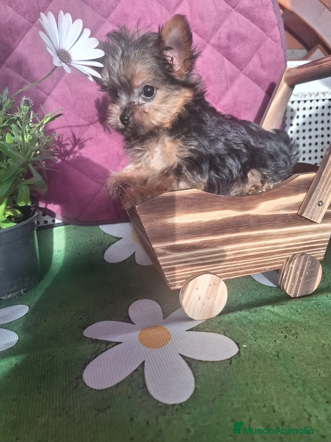 Yorkshire Terrier perros en venta: Cachorro de Yorkshire Toy - Anuncio 1