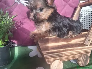Yorkshire Terrier perros Cachorro de Yorkshire Toy - Anuncio 1