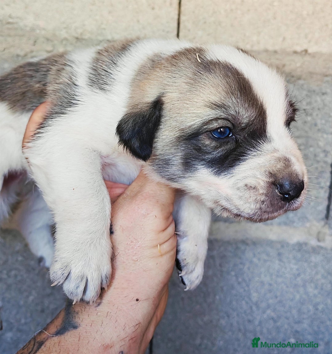 Mastín Español perros en venta: MASTÍN ESPAÑOL - Anuncio 13