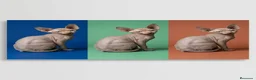 Sphynx gatos en venta: Gatitos sphynx  - Anuncio 6