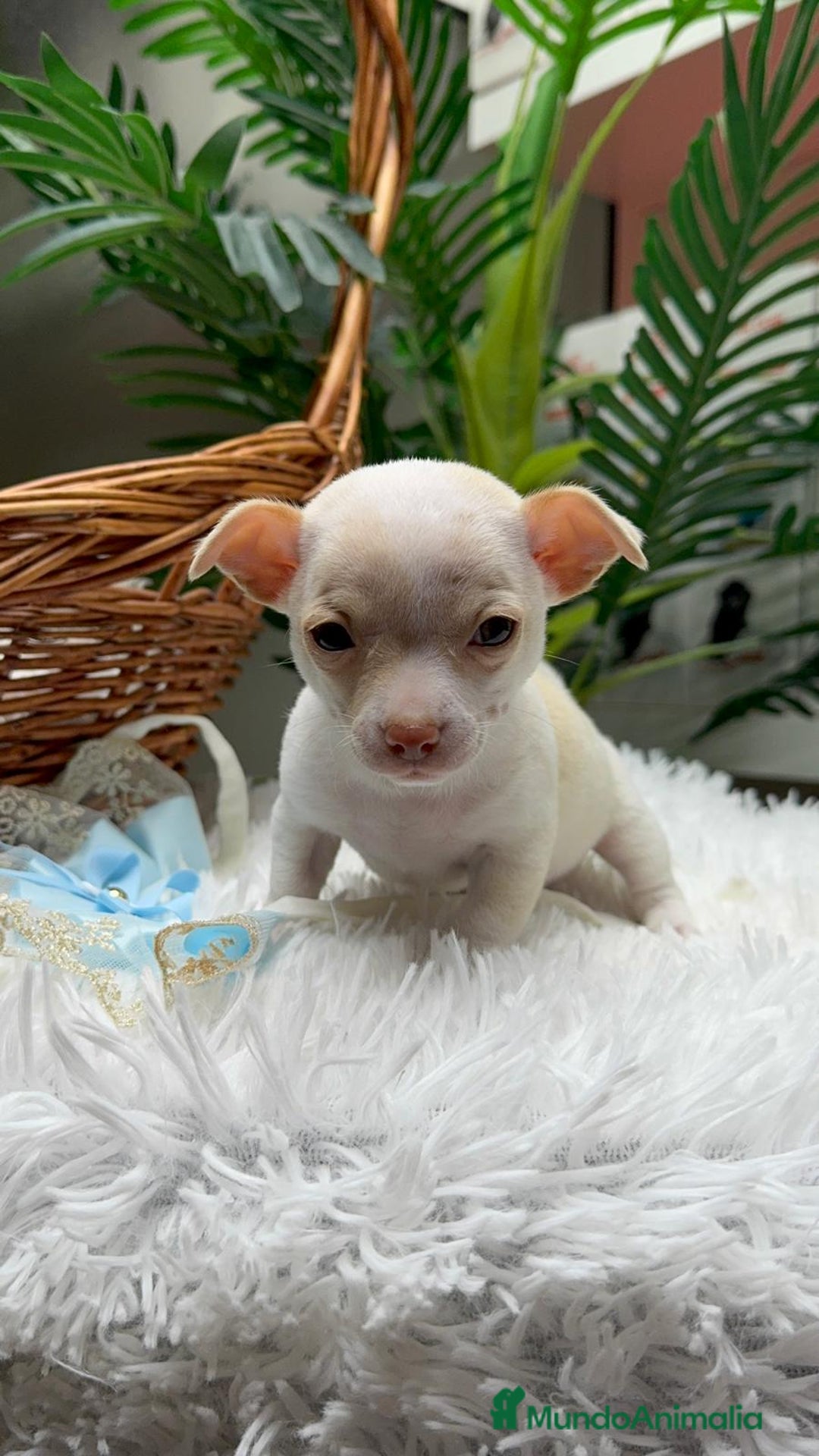 Chihuahua perros en venta: CHIHUAHUA MACHO - Anuncio 6