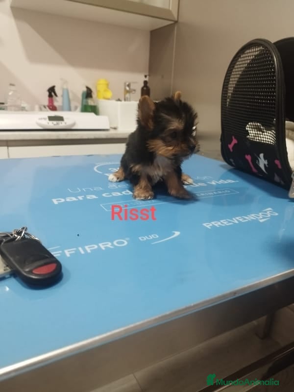 Yorkshire Terrier perros YORKSHIRE TOYS EXCLUSIVOS  - Anuncio 17