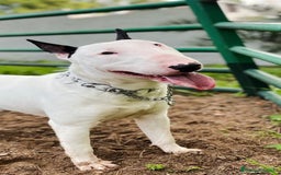 Bull Terrier perros en venta: Bullterrier mini - Anuncio 9